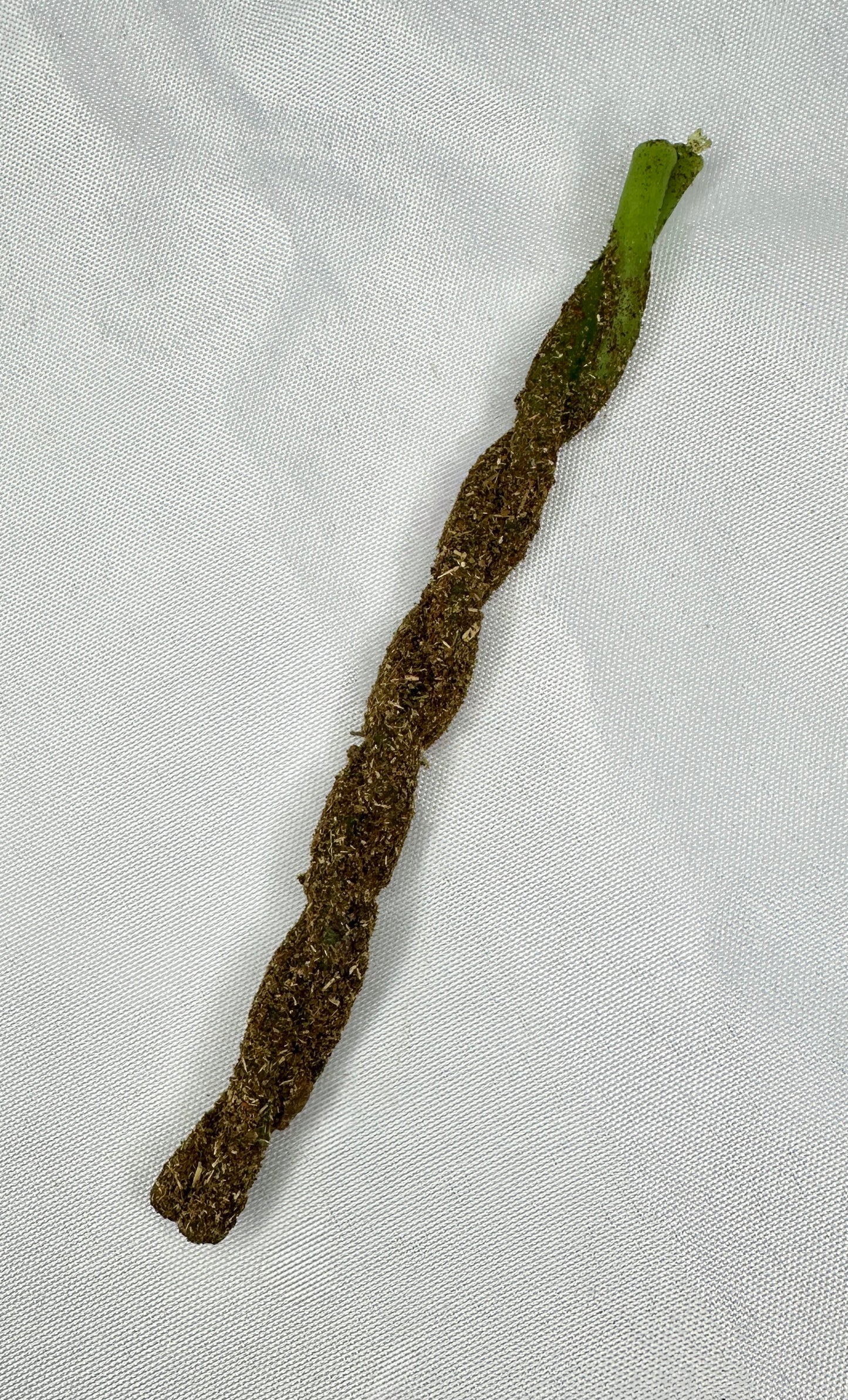 Speedkerze Geldmagnet